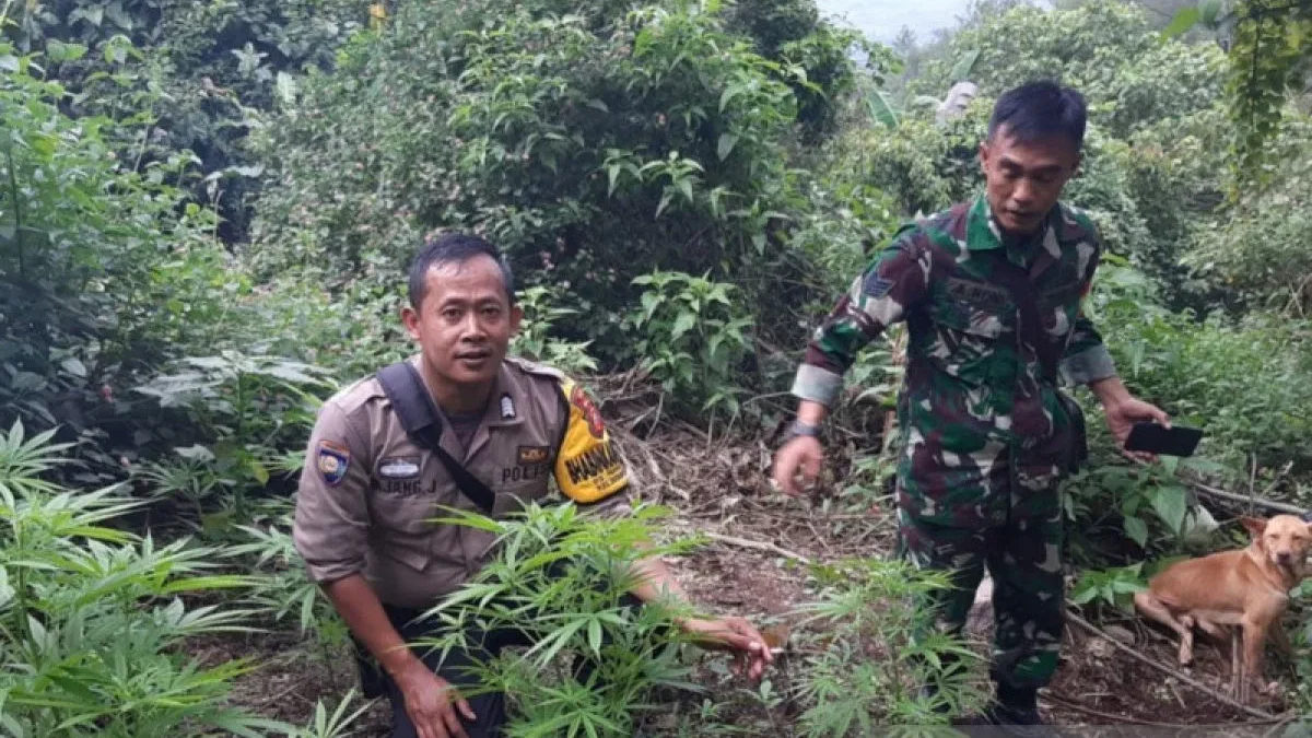 Polisi Menduga Tanaman Ganja di Kawasan BKSDA Gunung Guntur Sengaja Ditanam