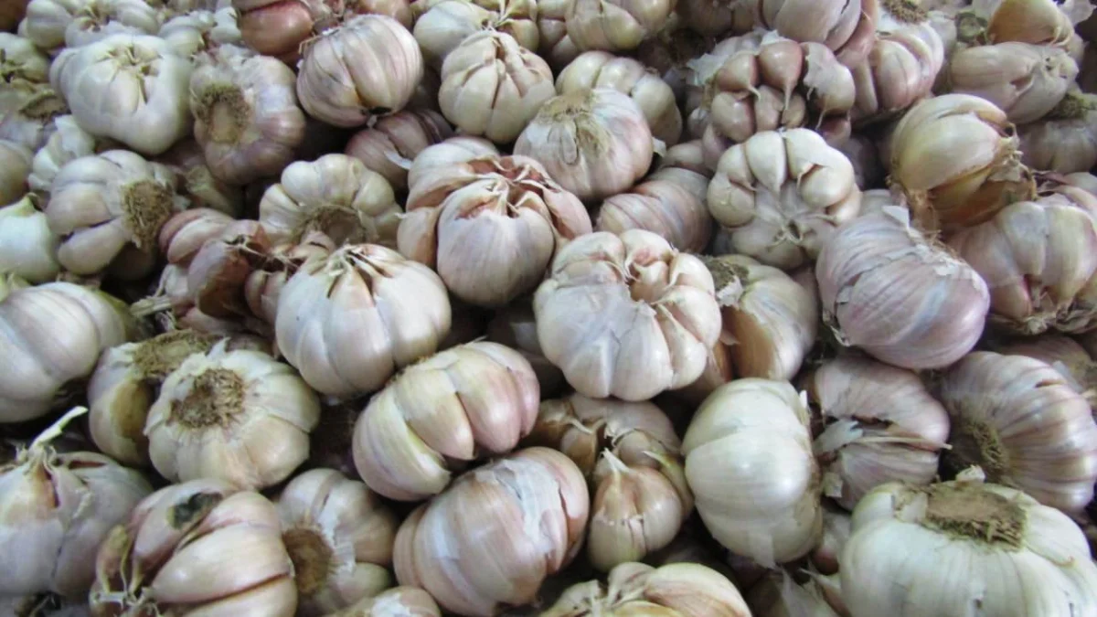 Harga Bawang Putih Naik, Imbas Dihentikannya Impor dari China