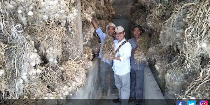 Harga Bawang Putih di Pasar Induk Pasirhayam Cianjur Naik Tajam, Sebegini Besarannya