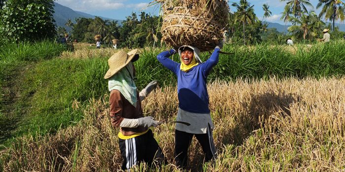 BPS Catat Upah Harian Buruh Tani Naik 0,09%