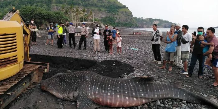 Hiu Paus Seberat 1 Ton Terdampar di Pantai Candidasa Bali