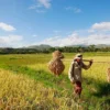 Dampak Pandemi Gagas Petani Milenial, Pemprov Jawa Barat: Regenerasi Petani di Jawa Barat