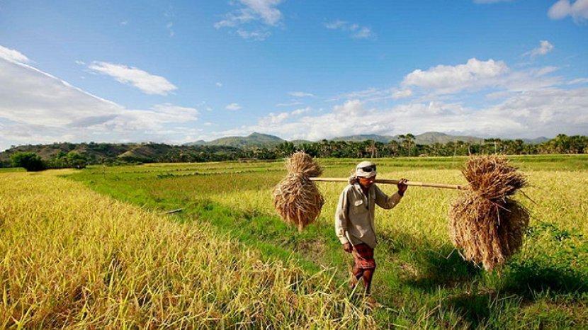 Dampak Pandemi Gagas Petani Milenial, Pemprov Jawa Barat: Regenerasi Petani di Jawa Barat