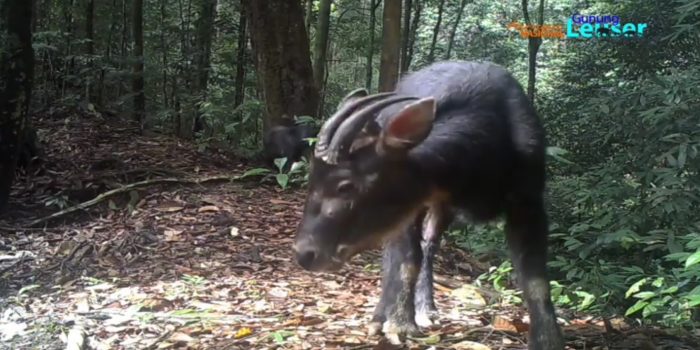 Kambing Moncong Mirip Kerbau Tanduk Seperti Antelop, Menyendiri di Goa, Penampakan di Gunung Leuser