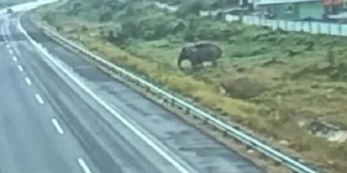 Gajah Sumatera Terekam Kamera Melintas Jalan Tol Pekanbaru-Dumai KM73