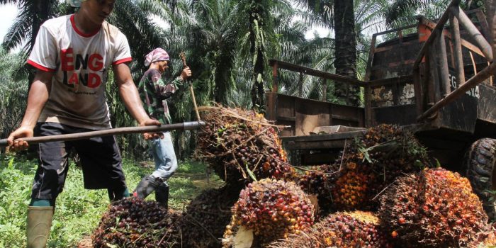 Kebijakan Pasok DMO Sawit Makan Korban, Pabrik Oleokimia Terpaksa Berhenti Produksi