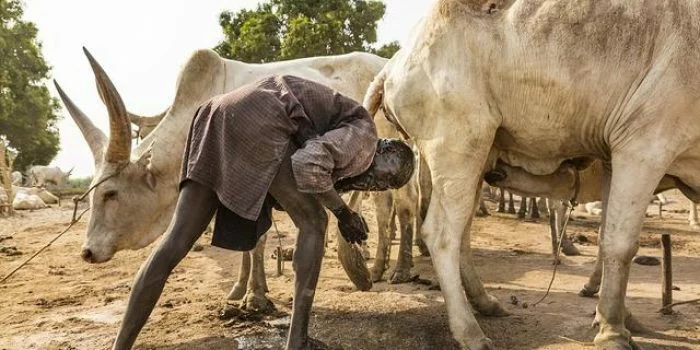 Tradisi Mengejutkan, Masyarakat Suku Mandari Suka Keramas Pakai Air Kencing Sapi