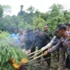 BNN Musnahkan 8.013 Meter Persegi Ladang Ganja di Aceh