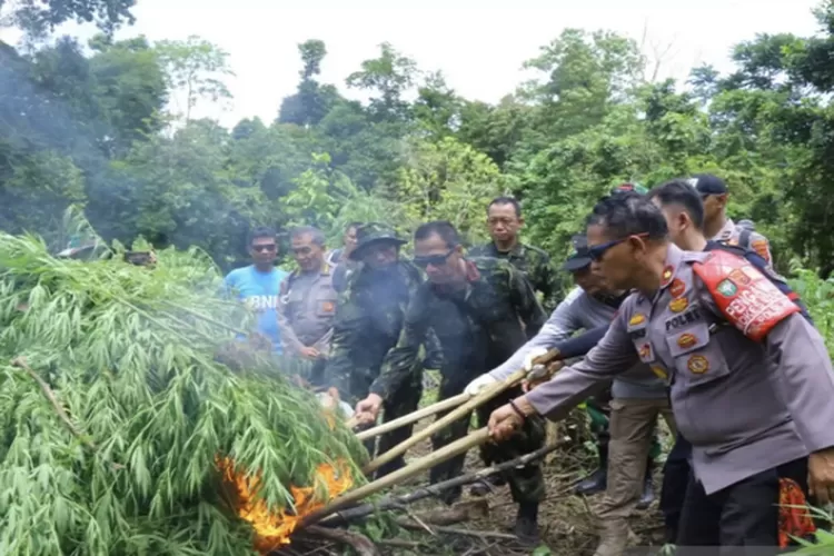 BNN Musnahkan 8.013 Meter Persegi Ladang Ganja di Aceh