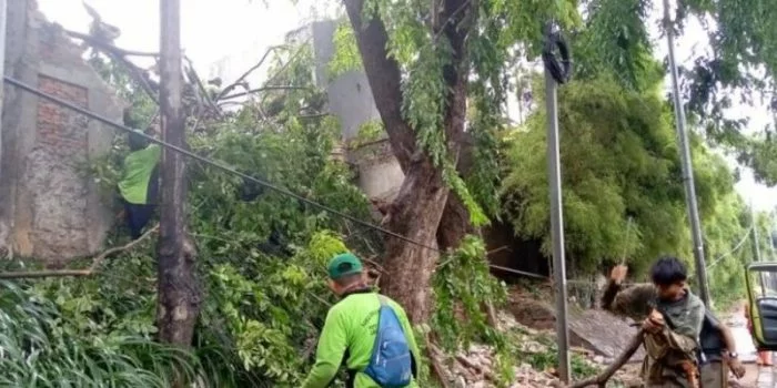 13 Pohon Tumbang Diterjang Angin Kencang di Wilayah DKI Jakarta