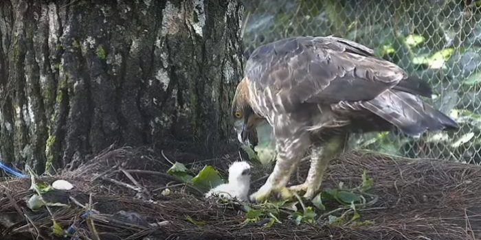 Generasi Burung Garuda, Telur Elang Jawa Menetas di Taman Nasional Gunung Halimun Salak