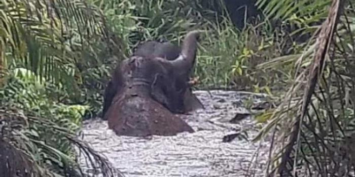 2 Gajah Terjebak di Rawa Inhu Riau, Masih Diupayakan Dievakuasi BKSDA