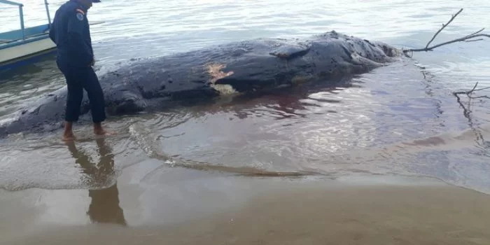 Paus Sperma Panjang 9,40 Meter Lebar 1,97 Meter Mati Terdampar di Pulau Seram Bagian Timur