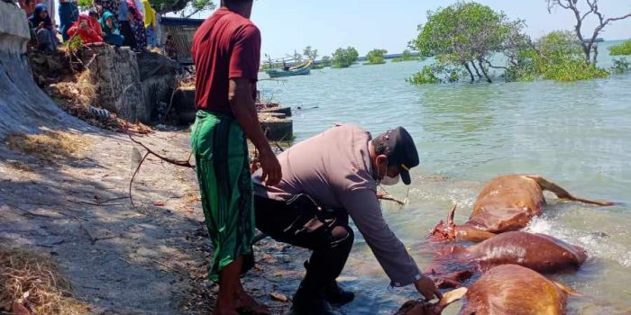 Belasan Sapi Mengambang di Laut Madura