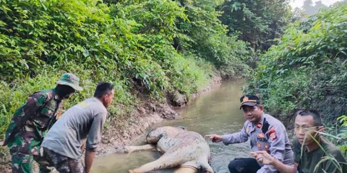 Gajah Sumatera Ditemukan Mati di Aceh Timur