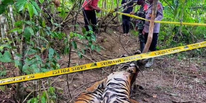 Polres Aceh Timur Tangkap Dua Terduga Pembunuh Harimau Sumatera