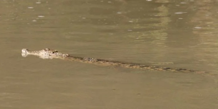 Geger Buaya Buntung dari Bantar Kaphetakan Cirebon