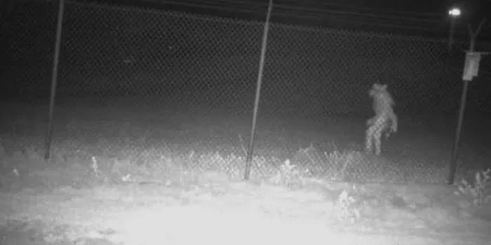 CCTV Kebun Binatang Ini Tangkap Makhluk Aneh