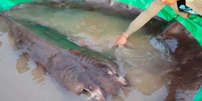 Berukuran 4 Meter Berat 300 Kg, Ikan Air Tawar Terbesar di Dunia Tertangkap di Sungai Mekong