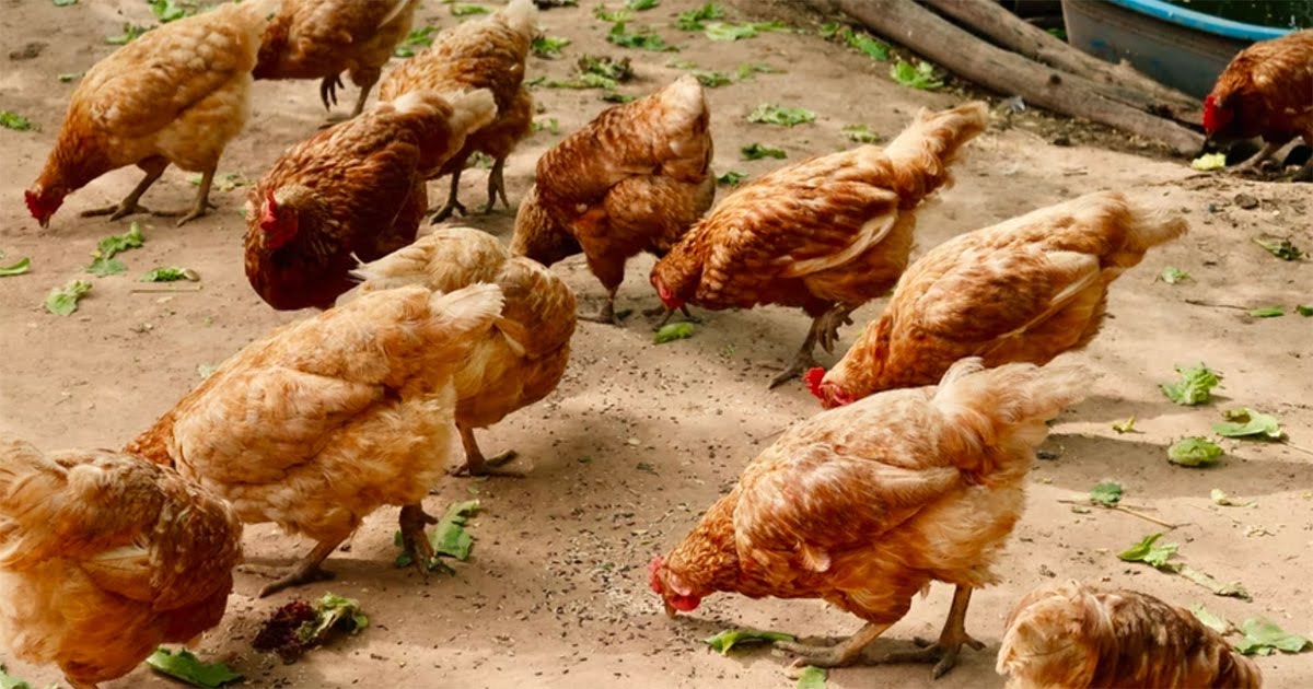 Peternak di Thailand Berikan Pakan Ganja untuk Ayam-ayamnya, Kualitas Daging Unggul