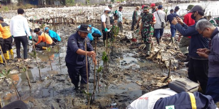 Peringati Hari Lingkungan Hidup Sedunia dan Hari Laut Sedunia, Masyarakat Tanam Pohon Mangrove di Pesisir Kota Cirebon