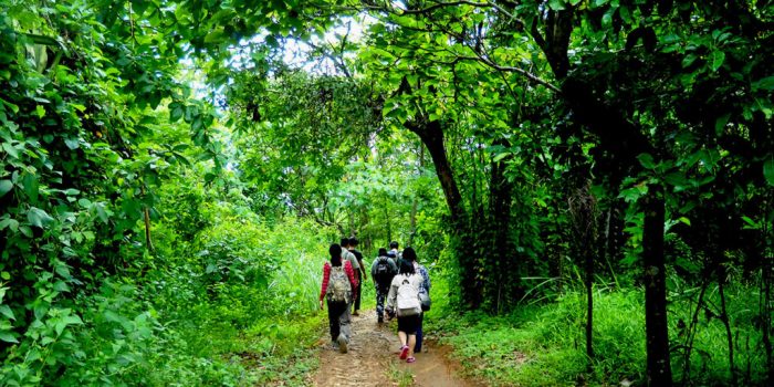 Wisata Mistis Leuweung Sancang, Misteri Kayu Kaboa hingga Instagramable