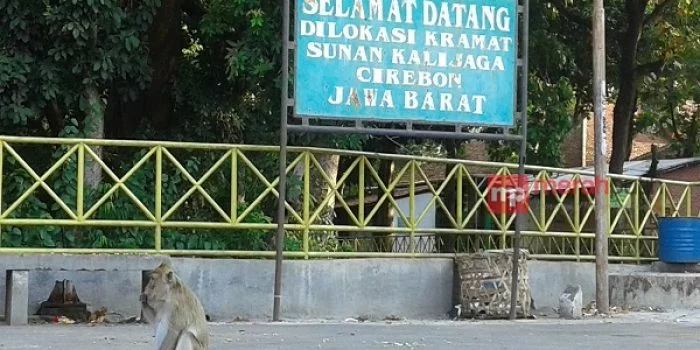 Kisah Lokacaya Putra Ki Wilatikta Tumenggung Ingin Berguru pada Sunan Gunung Jati, Misteri Monyet Kalijaga Cirebon