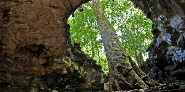 Menjulang Tinggi, Misteri Pohon Klumpit Tumbuh di Dalam Goa Rancang Kencono