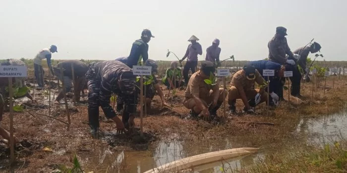 Hari Mangrove Sedunia di Indramayu, Tanam 5000 Pohon di Pantai Karang Malang