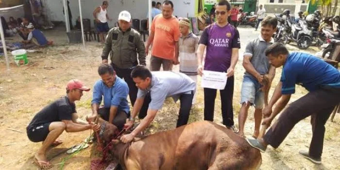 Begini Hukumnya Jika Kurban Sapi Patungan 7 Orang Tapi Niat Berbeda