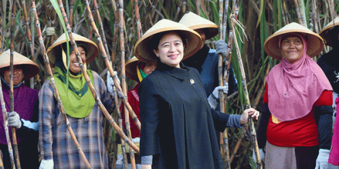 Puan Maharani Panen Tebu Bareng Petani di Kabupaten Cirebon