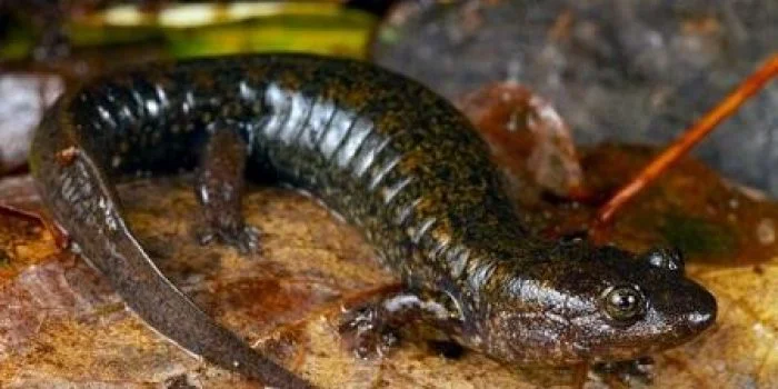 Tim Peneliti di University George Washington Temukan 3 Spesies Baru Salamander Perut Hitam