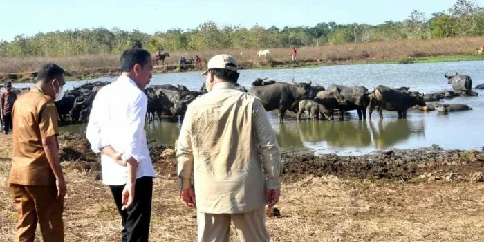 Peternak Kerbau Pulau Moa Bertemu Jokowi, Keluhkan Sulitnya Air Bersih