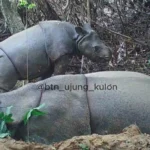 Batasi Perburuan Badak, Jalur Pendakian di Ujung Kulon Ditutup