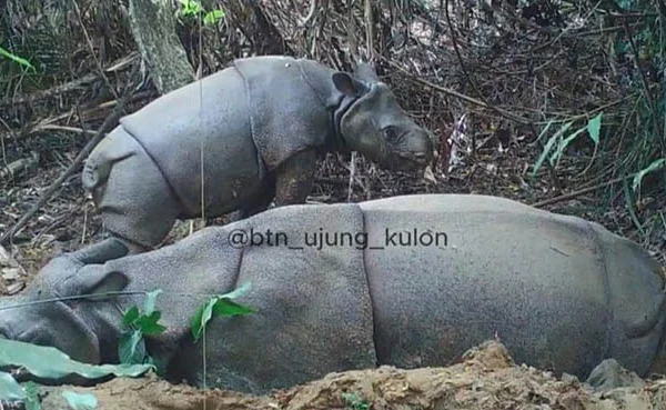 Batasi Perburuan Badak, Jalur Pendakian di Ujung Kulon Ditutup