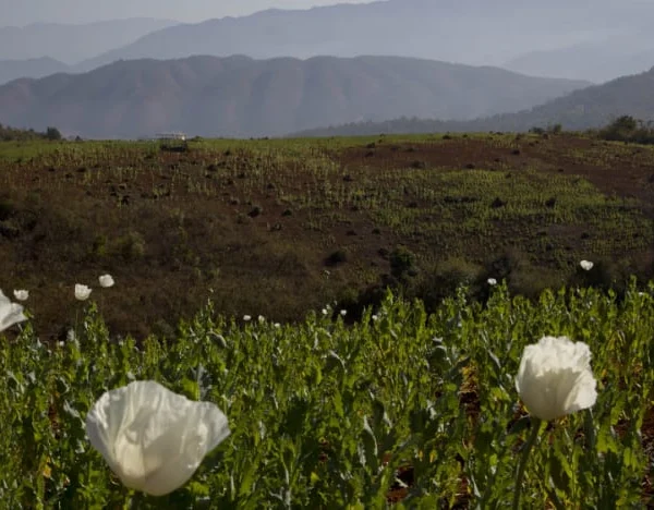 PBB: Myanmar kini menjadi sumber opium terbesar di dunia