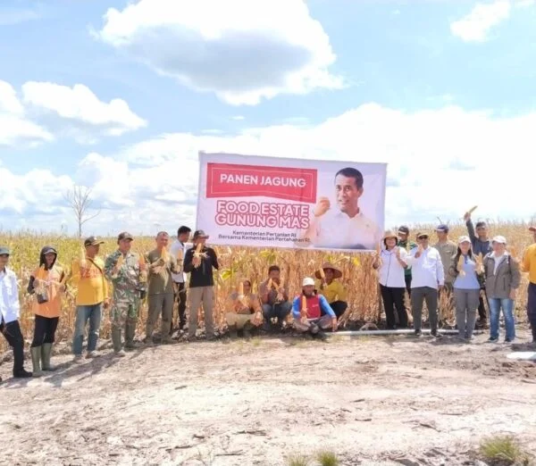 Mentan Pamer Food Estate, Panen Jagung di Gunung Mas Kalimantan Tengah