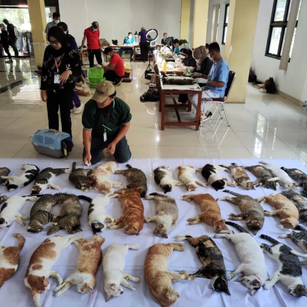 Bedah Steril Kucing, Beserta Pengertian, Manfaat dan Syaratnya yang Penting Diketahui