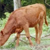 Sapi Merah kelahiran Texas sedang merumput di Israel. (Foto: Temple Institute)