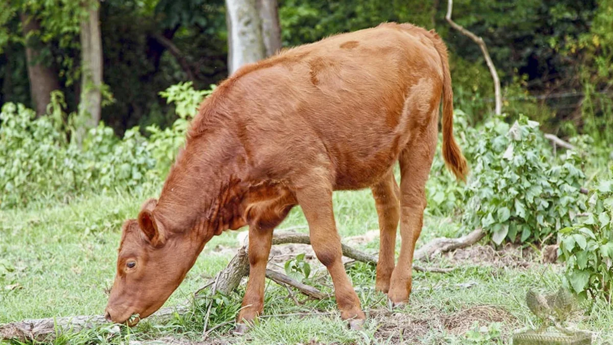 Sapi Merah kelahiran Texas sedang merumput di Israel. (Foto: Temple Institute)