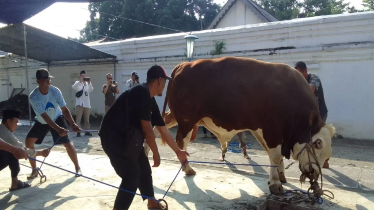 Penyembelihan hewan kurban di Masjid Agung Surakarta, Jawa Tengah, Senin (17/6/2024).