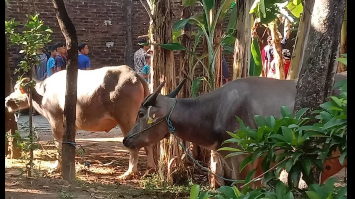 Kerbau, hewan yang banyak dipilih warga Kudus sebagai hewan kurban