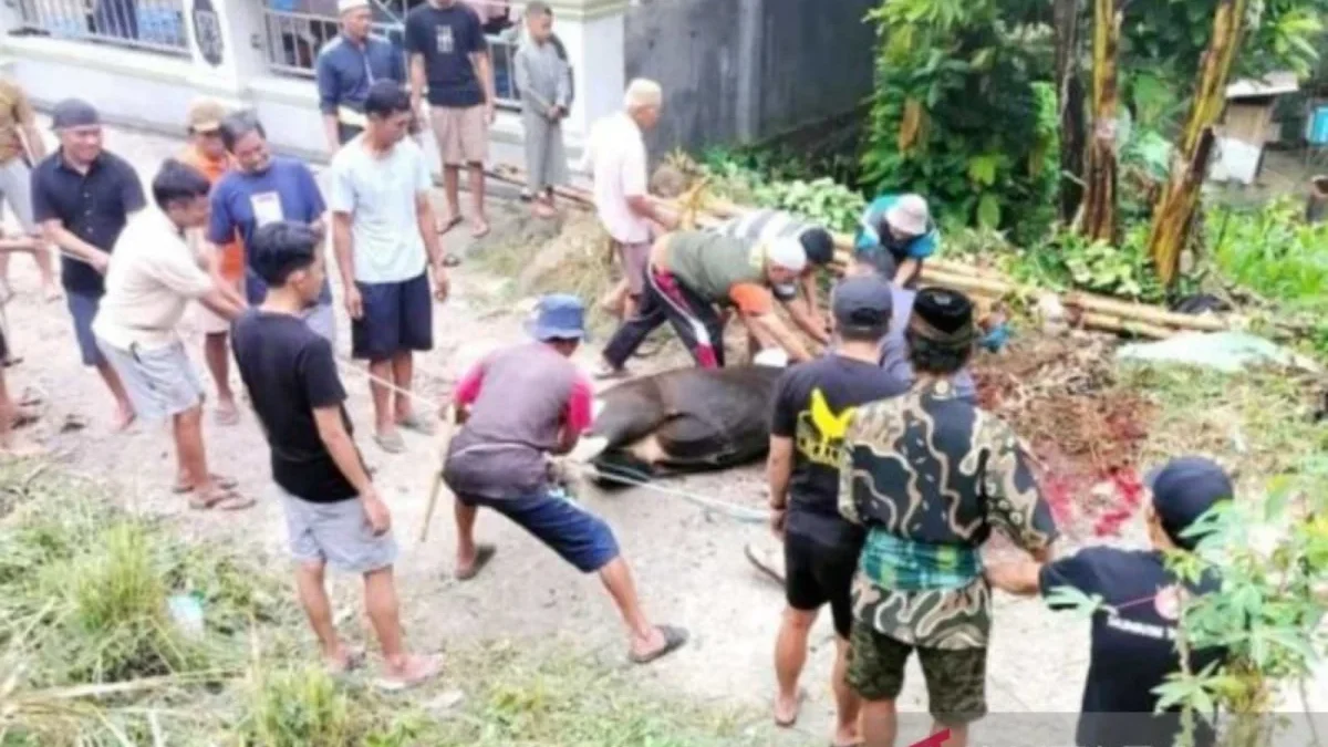 Panitia penyembelihan hewan kurban di Masjid Jami Lembang Madandan, Kecamatan Rantetayo, Tana Toraja, Senin (1