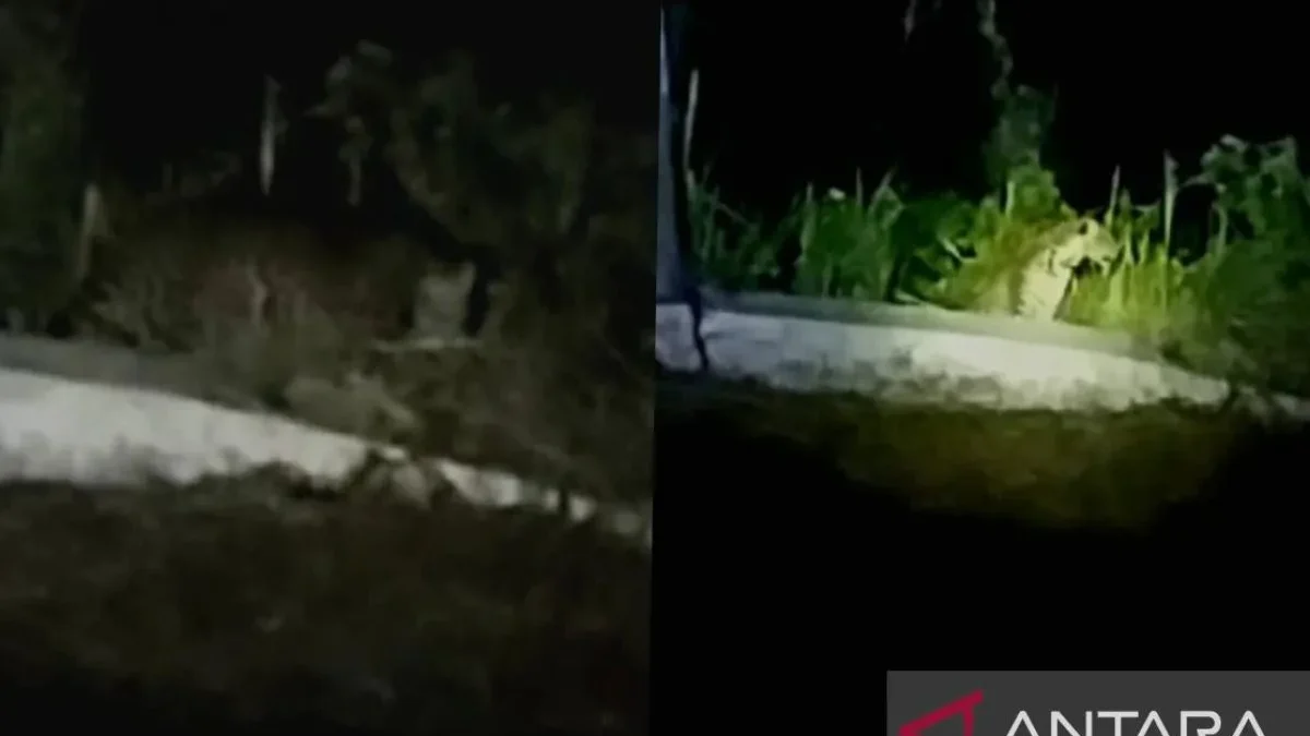 Tangkap layar dari cuplikan video yang direkam oleh warga saat adanya kemunculan seekor macan tutul di Desa Gu