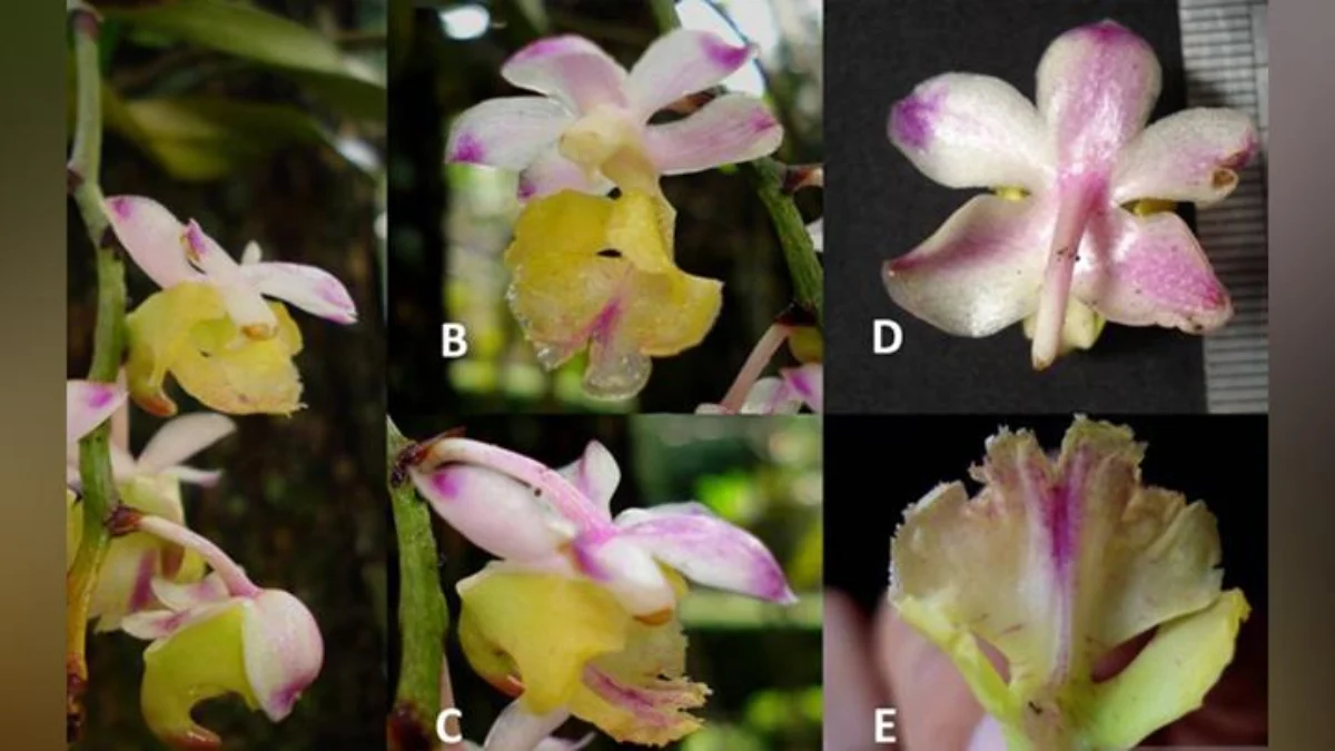 Spesies anggrek baru, Aerides obyrneana, yang merupakan endemik Pulau Sulawesi, Indonesia. Anggrek tersebut di