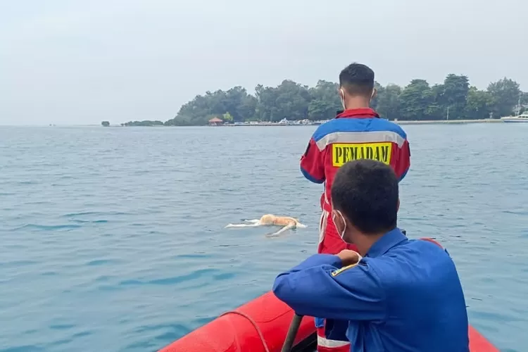 Mayat pria ditemukan mengapung di perairan pulau pramuka kepulauan seribu utara (dok: Sudin Gulkarmat Kepulaua