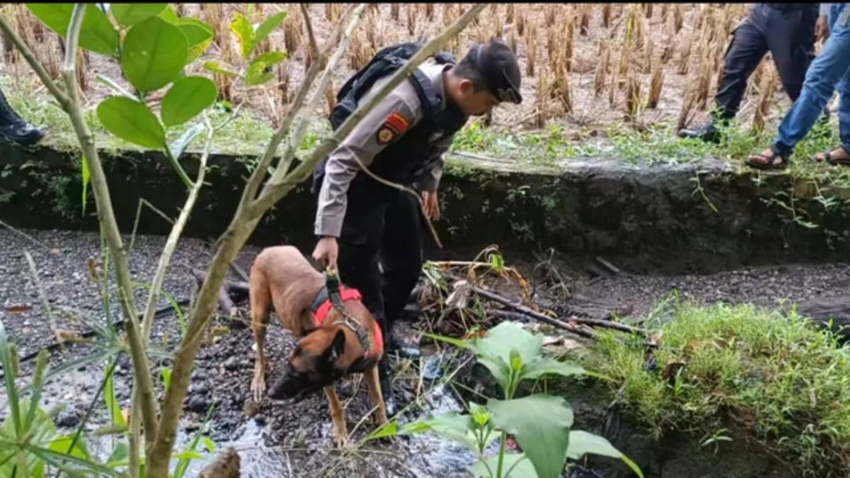 Anjing K-9 diterjunkan ke TKP tewasnya gadis penjual gorengan di Nagari Kayu Tanam, Sumatera Barat. Foto: Dok.