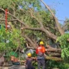 Rumah rusak tertimpa pohon tumbang di Kelurahan Manisrejo Magetan. Nusadaily/ Istimewa.