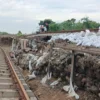 Petugas KAI Daop Semarang melakukan perbaikan jalur rel di perlintasan antara Stasiun Gubug dan Stasiun Karang