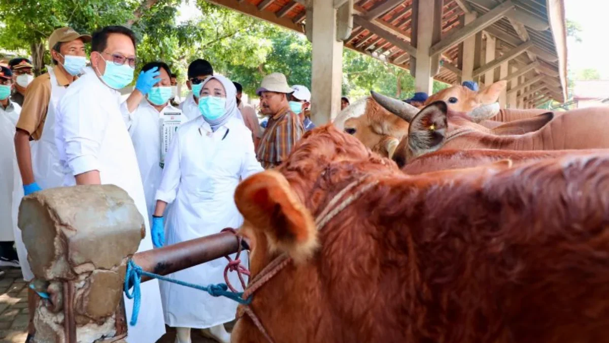 Pj Gubernur Jawa Timur Adhy Karyono meninjau sapi. (Foto : Adpim Prov Jatim)